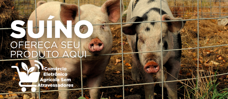 anuncie sua marca agro aqui comércio eletrônico agrícola sem atravessadores - suíno porco porca.png