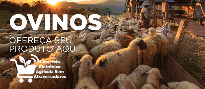 ovino ovelha borrego bode anuncie sua marca agro aqui comércio eletrônico agrícola sem atravessadores - agro agricola agritech implemento.png